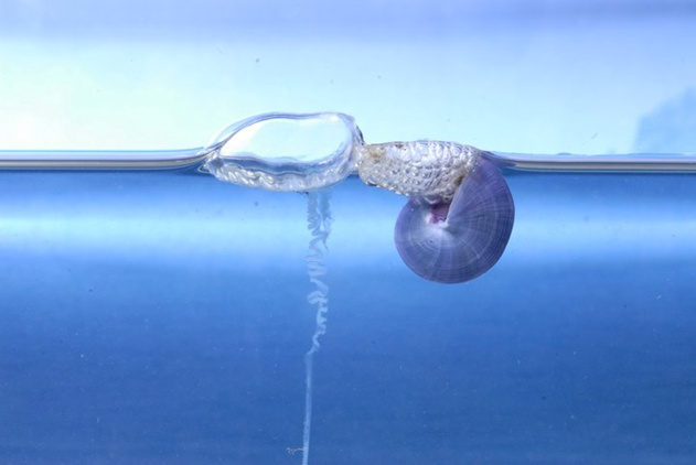 漂浮的紫螺與水母