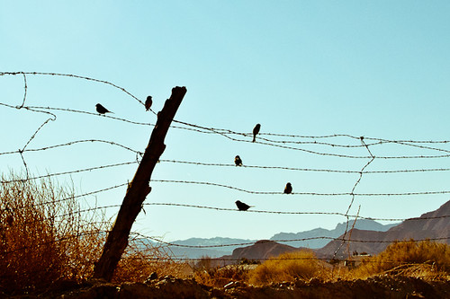 birds on a wire {357/365}