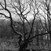 12-19-11: Twisted Tree Near Georgia Border