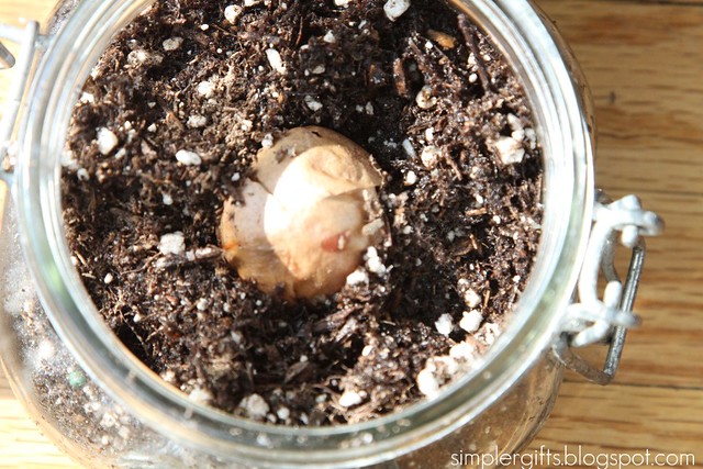 How Do You Start An Avocado Tree From A Seed