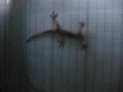 Lizard on Curtain