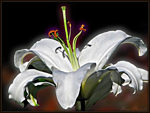 Finally a beautiful White Lily by Enjoy the journey...Not the Destination~