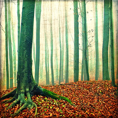 Erdők és fák / Forests and trees