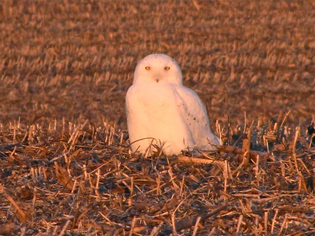 Snowy Owl on Highway 24 in McLean County, IL 05