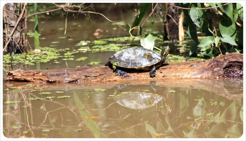 louisiana turtle & swampland