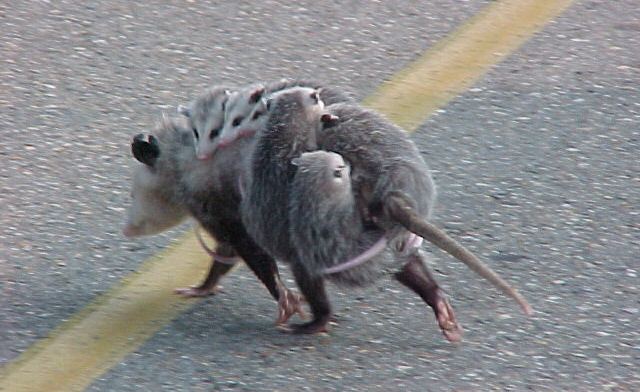 possum-with-babies