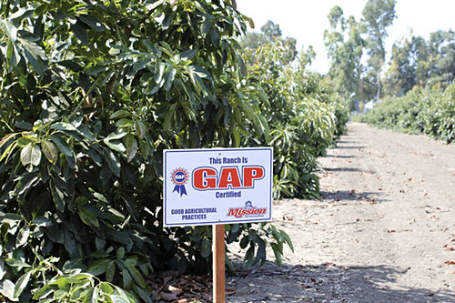 A GAP certified farm field.  “Consumers expect that the produce they consume is safe to eat.  That process starts in the fields and groves...”  Photo and quote provided by Mission Produce.