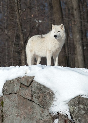 White Wolf by VLADIMIR NAUMOFF