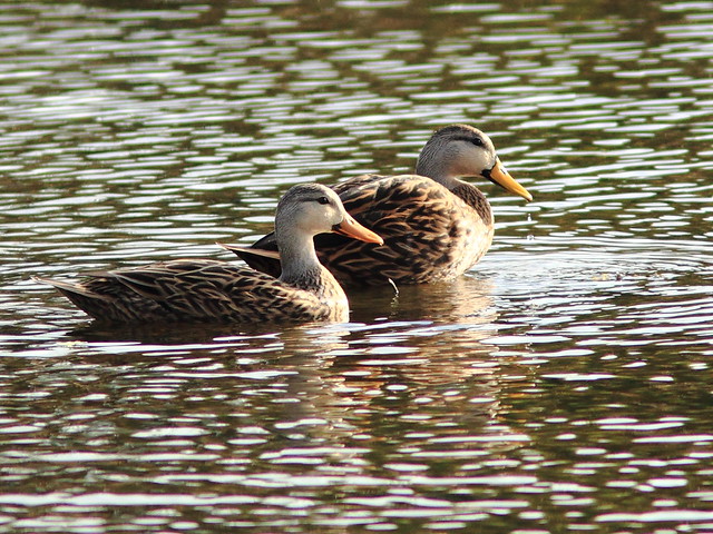 Mottled Ducks 20111204