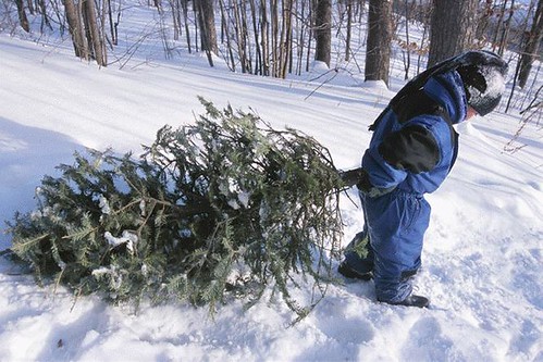 Young child assists with carrying a cut Christmas tree. The Forest Service  would like to remind those tree cutters to put safety first on their lists this year. 