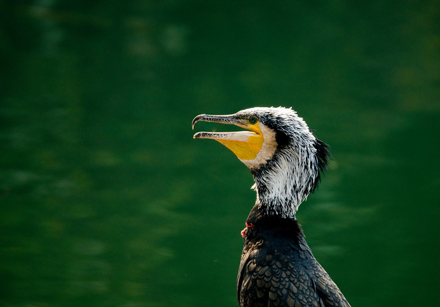 cormorant fishing China