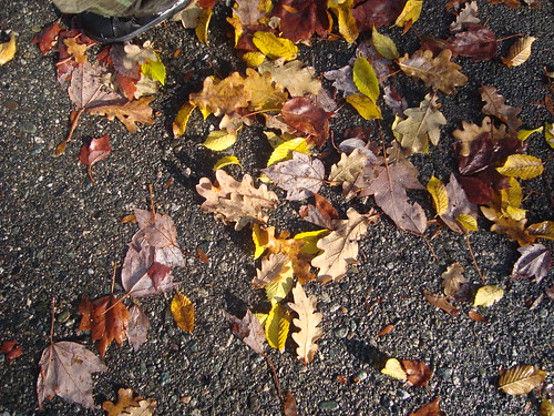 fall / winter leaves