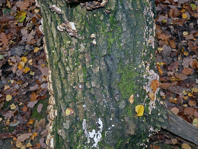 25369 - Fungi in Clayton Woods, Leeds