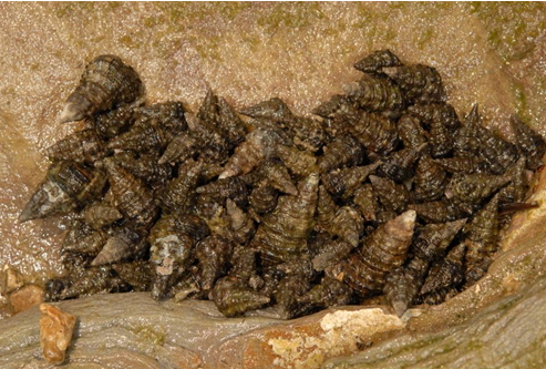 黑瘤蟹守螺其實就是燒酒螺，死亡之後的螺殼可以提供給許多寄居蟹居住。