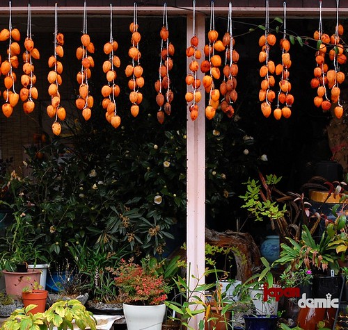 kaki (persimmon) hanging to dry in front a Kyoto house.