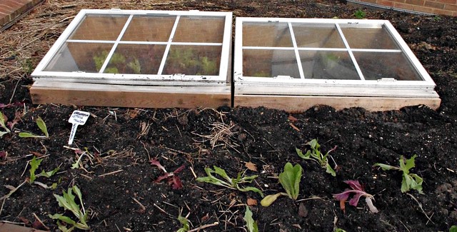 Lettuce inside and outside the cold frames
