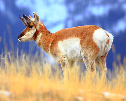 IMG_2722 Pronghorn, Gallatin National Forest by ThorsHammer94539