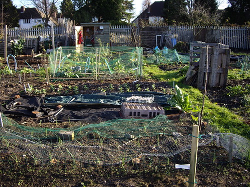 Down the Allotment