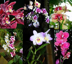 Orchids / Orchideeën