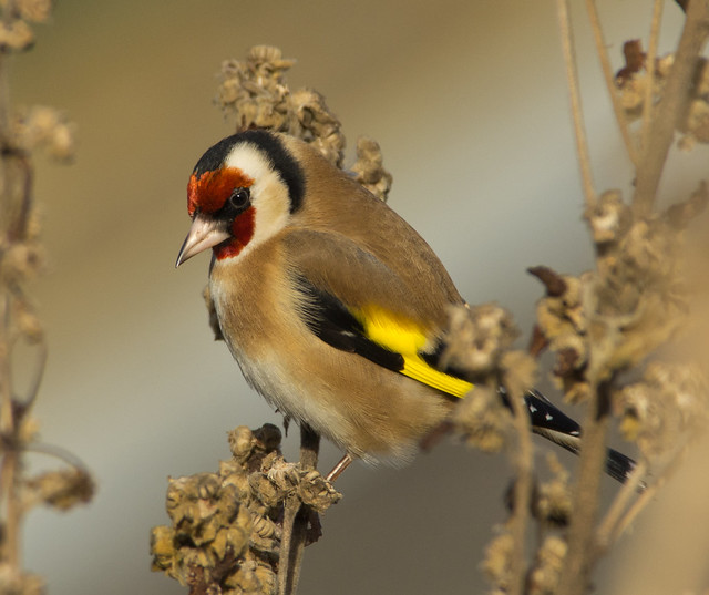 goldfinch 3