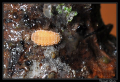 Collembola/Neanuridae