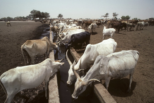 Minimize Methane from Livestock