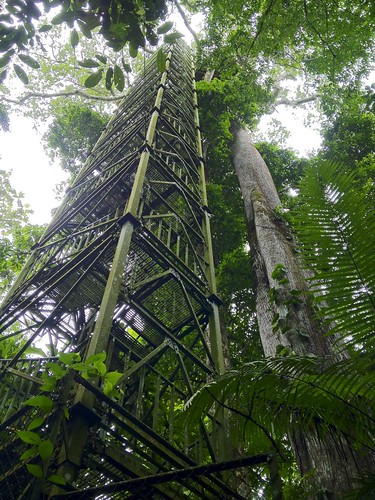 canopy tower
