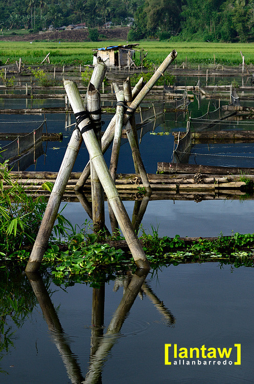 Lake Seloton: Bamboo Cages
