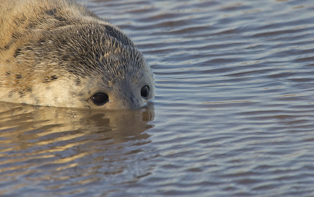 seal pup in water