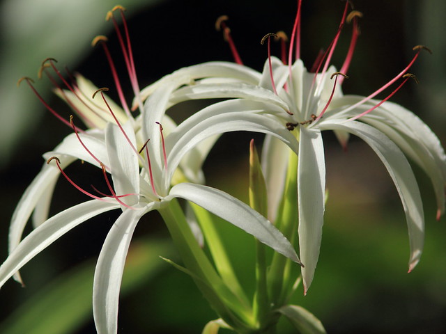 Swamp Lily 20120131