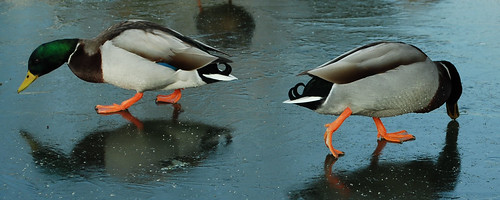 DSC_9135-2-ducks-on-ice_crop