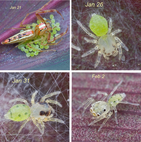 Viciria sp. jumping spider life cycle