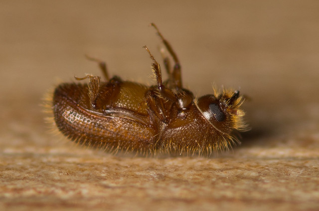 woodworm beetle adult 3