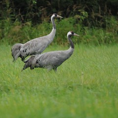 Gruidae, Cranes, kurjet