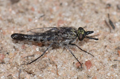 Diptera - Apiocera