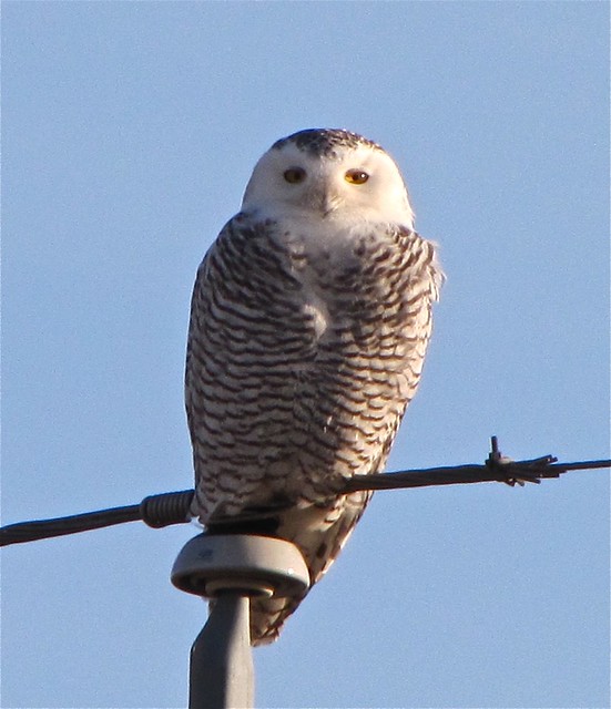 Snowy Owl in McLean County 08