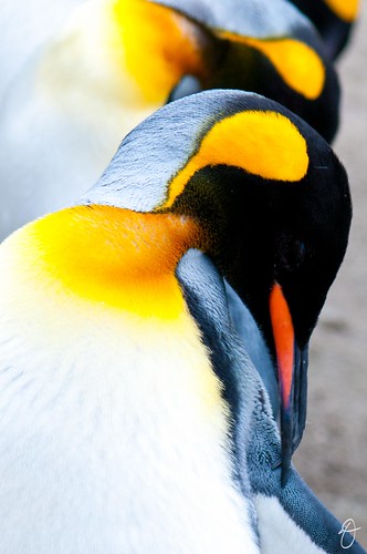 die farben der pinguine by yellobird