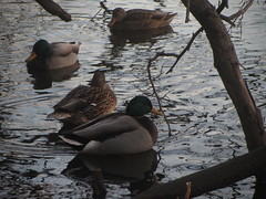 central park ducks