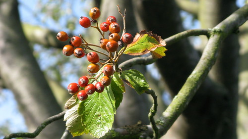Berries And Branch