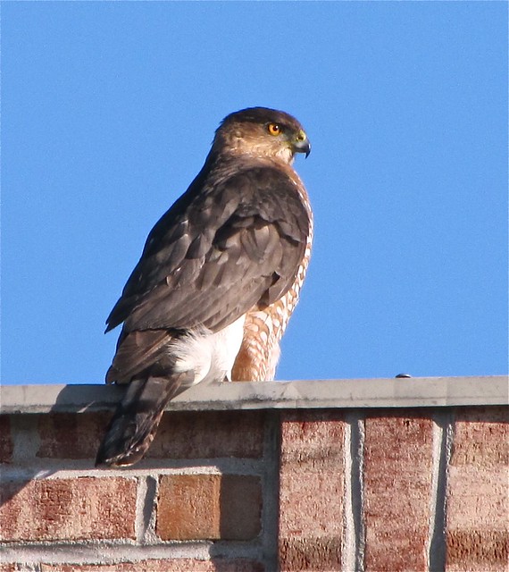 Cooper's Hawk in Bloomington, IL 02