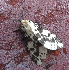 Dark-spotted Tiger Moth/ Light Ermine Moth (x2)