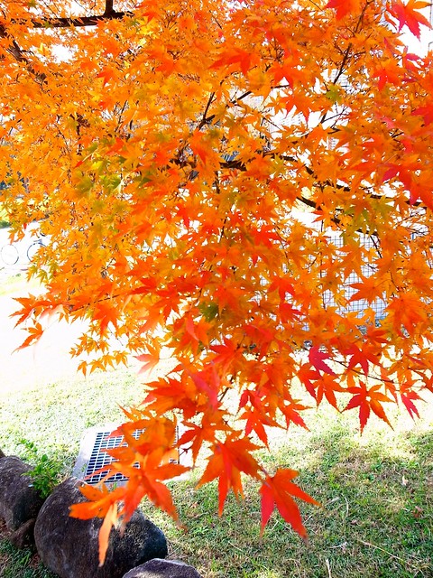 Campus tree in autumn