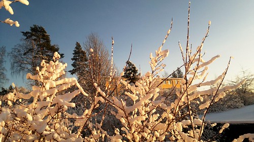 White Gold of Snow by Sunset in Norway #3