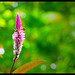 	
Savannah Photography  - Fotografer Yogyakarta Indonesia 
posted a photo:	Little bee n bokeh - Nature by Maufiroh Isnainto - Savannah, Fotografer Jogja Yogyakarta 
blog: http://www.savannahfotografi.com/blog/ 
FB: http://www.facebook.com/pages/Savannah-Photography-Video-Imaging/117989591569412?ref=ts/ 
twitter: @isnanvillage 
phone: 08112513563 
note: Makro Lens with Nikon D300s 