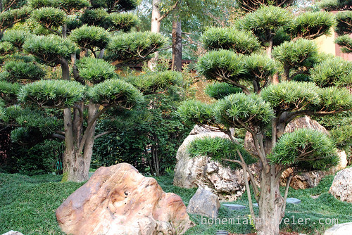 Buddhist Pines