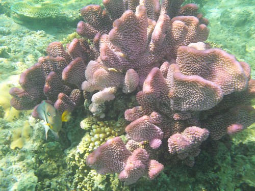 Purple coral and its chaperon