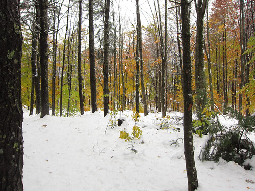 fall leaves and wet snow