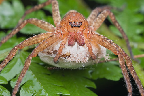 huntsman spider with egg sac IMG_8655 copy