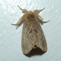 Tussock Moth (B)
