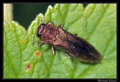 Coleoptera/Buprestidae